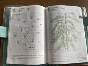 10. und 11.1. - verschiedene Cartoon Gesichtsausdrücke (augen und mund) und meine Mango Pflanze