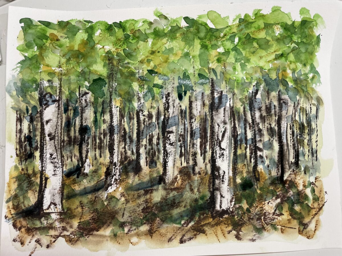 Aquarell etwas grob und skizzenhaft: ein Wald aus Birkenstämmen mit Unterholz und Laubkrone. Auf den Stämmen Schatten. Aquarellfarben und Graphitkreide (feucht)