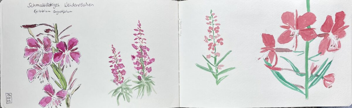 Auf einer Doppelseite aufgeschlagenes A5 Skizzenbuch quer. Auf der rechten Seite eine Aquarellzeichnung von roten Blüten aus Juli 2016 Auf der linken Seite eine aktuelle Zeichnung - die gleiche Pflanze (schmalblättriges Weidenröschen) mit pinkfarbenen Blüten (den Farbton hatte ich 2016 noch nicht)